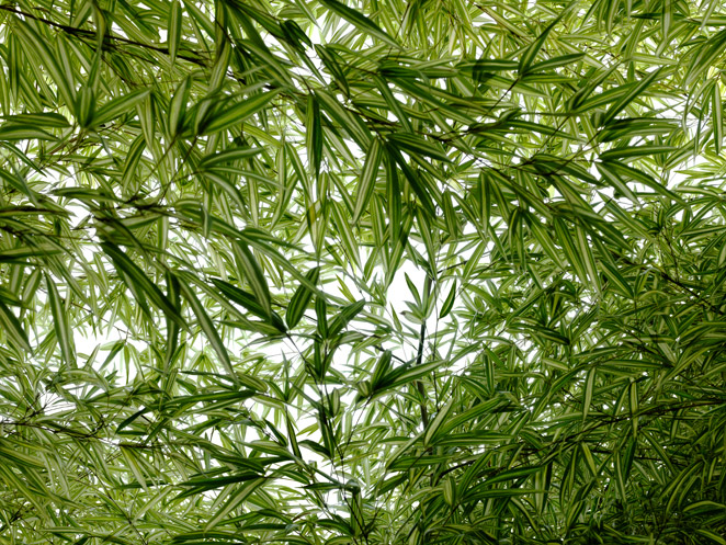 Bambou #4 © Marie-Jésus Diaz
