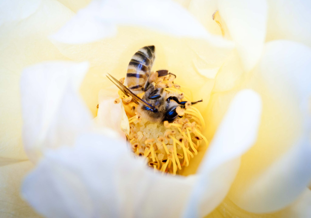 Bee Cause I Care © Valentina Eade